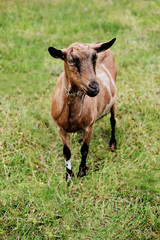 Naklejka na ściany i meble thoroughbred goats eating at the goats farm 