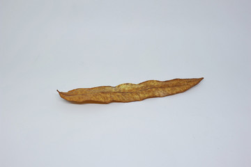 dried leaves photographed with a white background, taken directly from nature, native leaves are not artificial