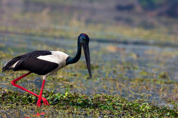 Black necked stork, Ephippiorhynchus asiaticus, Kill and Habitat, Keoladeo Ghana National Park, Bharatpur, Rajasthan, India.