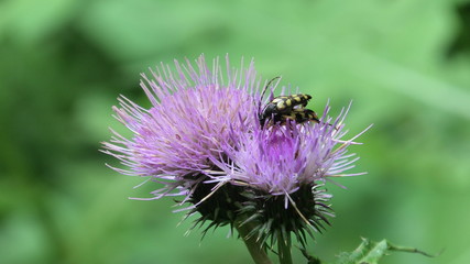 insetti in accoppiamento su cardo