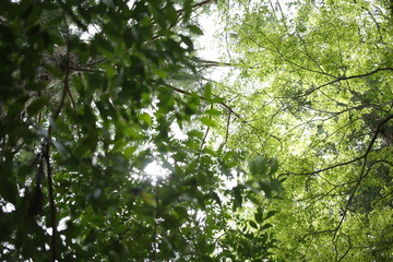 木々　木漏れ日