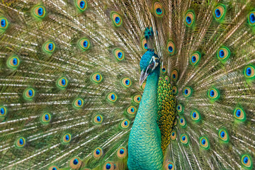 Fototapeta premium Close up male peacock with fully unfolded feathers of his tail