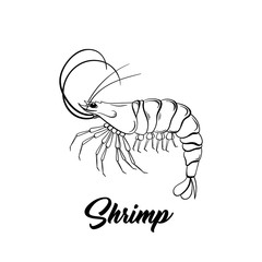 Obraz premium Shrimp black and white vector illustration. Marine life hand drawn monochrome sketch. Crustacean animal engraving. Seafood restaurant logo. Fresh prawns store poster, banner design element