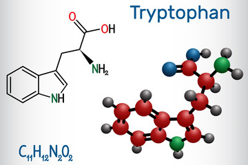 Tryptophan, Trp or W amino acid molecule, is used in the biosynthesis of proteins. Structural chemical formula and molecule model