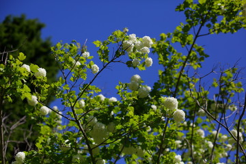 blooming viburnum