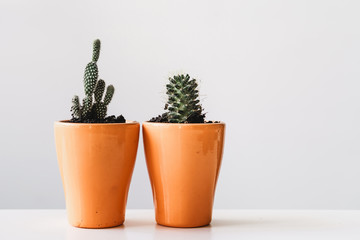 various cactus and succulent plants in  pots