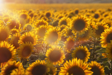 Sunflowers. Yellow or sunny flower. Fields of sunflower at sunset. Against the background of blue...