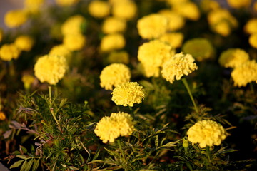 Tagetes erect yellow