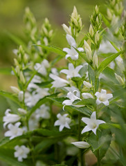 Giant bellflower, Campanula latifolia 'Alba' blooming in the summertime