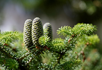 Beautiful close-up of young blue cones on the branch of fir Abies koreana with green spruce needles 