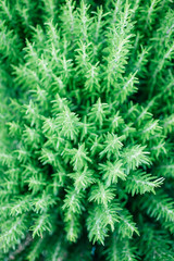 Bush of green Rosemary herb garden