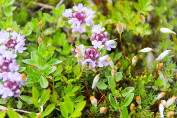 イブキジャコウソウと昆虫／白馬五竜高山植物園／長野県白馬村