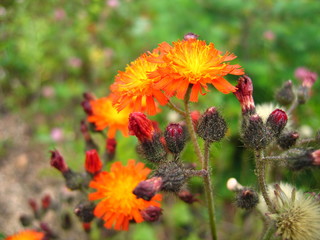 Orange flower closeup on green background