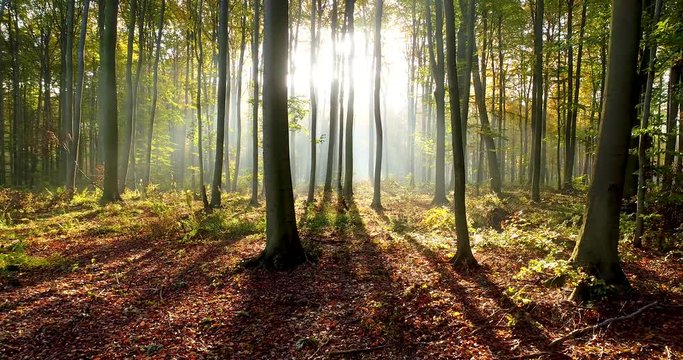 Beautiufl morning in the forest