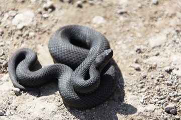 Nikolsky's adder