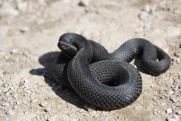 Nikolsky's adder
