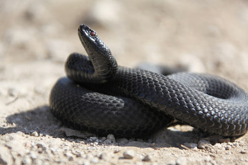 Nikolsky's adder