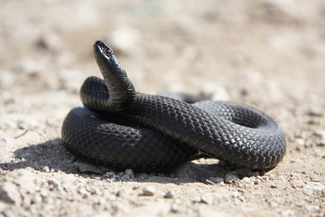 Nikolsky's adder