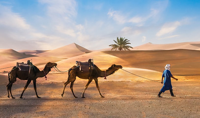 Berbers with Dromadaires in Merzouga Sahara desert on Morocco