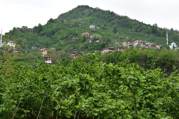 landscape with houses and trees