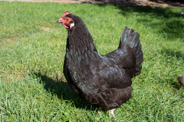 chicken black Australorp,black chicken on the grass stands and looks