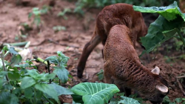 Goats walking free in farm in Vi&ntilde;ales 