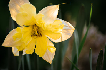 daffodils in the garden