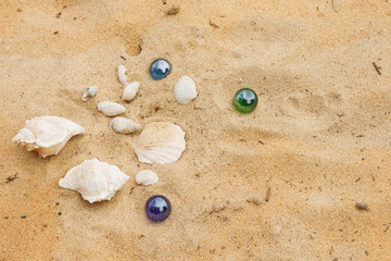 Sea shells in the sand. Summer background. Beach texture. Copy space Top view