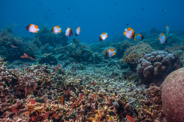 Fototapeta premium Coral reef South Pacific
