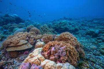 Coral reef South Pacific