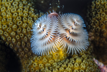 Spirobranchus giganteus, Christmas tree worms