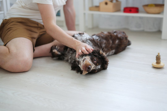 man scratches dog's belly in real interior,spaniel