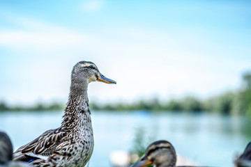 Stockenten am Badesee an einem schönen Sommertag