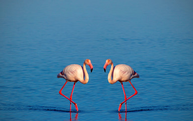 Two african pink flamingos walking on the blue salt lake of Namibia