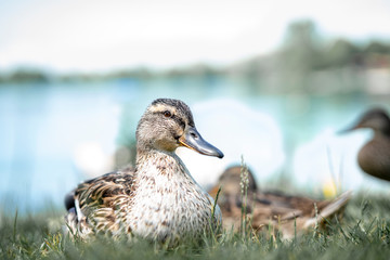 Stockenten am Badesee an einem schönen Sommertag