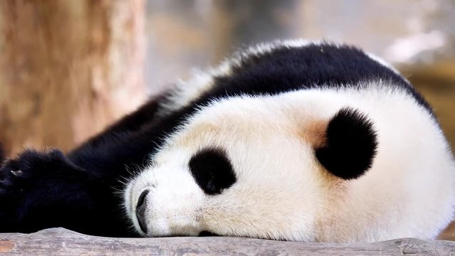 Cute giant panda lying on ground and has a good sleep. Close up view, 4K footage, slow motion.