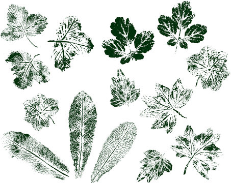Set of leaf prints isolated on white background. Green stamp ink. Vector.