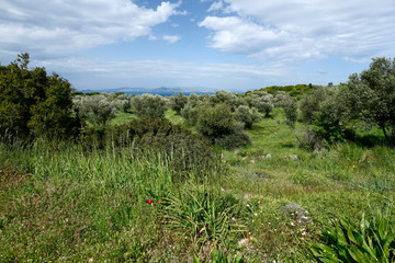 Olivenhain an der Küste von Kos, Griechenland