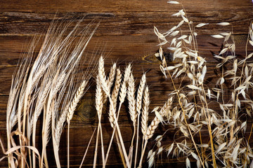 The ripe ears of wheat, barley and oats