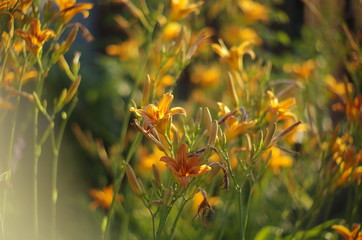 yellow flowers in the garden