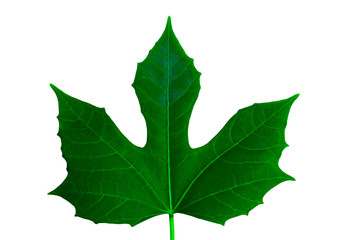 Tree spinach (Chaya) leaf isolated on white background.