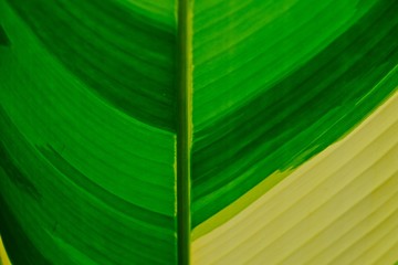 Bird of Paradise leaf in various shades of green for background.