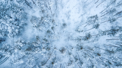 Aerial view of evergreen Christmass pine forest from above. bird's eye, drone shot. amazing natural winter background