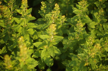 green leaves background