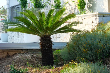 Cycas revoluta. Palm tree in garden. Green palm tree stands at entrance to a private hotel. Design of exterior of building.