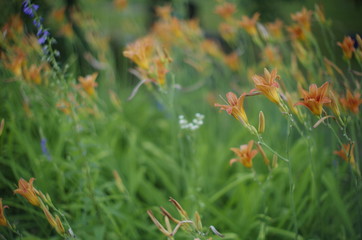 autumn leaves on green grass