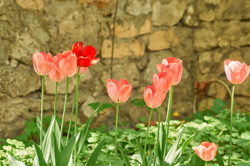 Obraz premium blooming pink tulips against stone wall. Spring garden