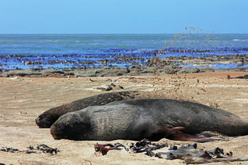 Robben am Strand in Neuseeland