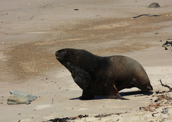 Fototapeta premium Robben am Strand in Neuseeland