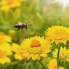 Fliegende Biene